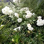 Διαμέρισμα Athina *